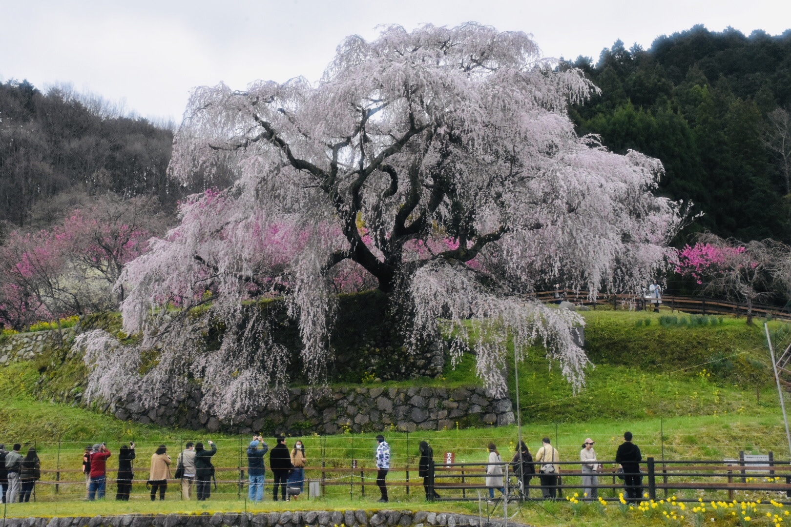奈良県宇陀市の又兵衛桜 Nikon D7200で撮影