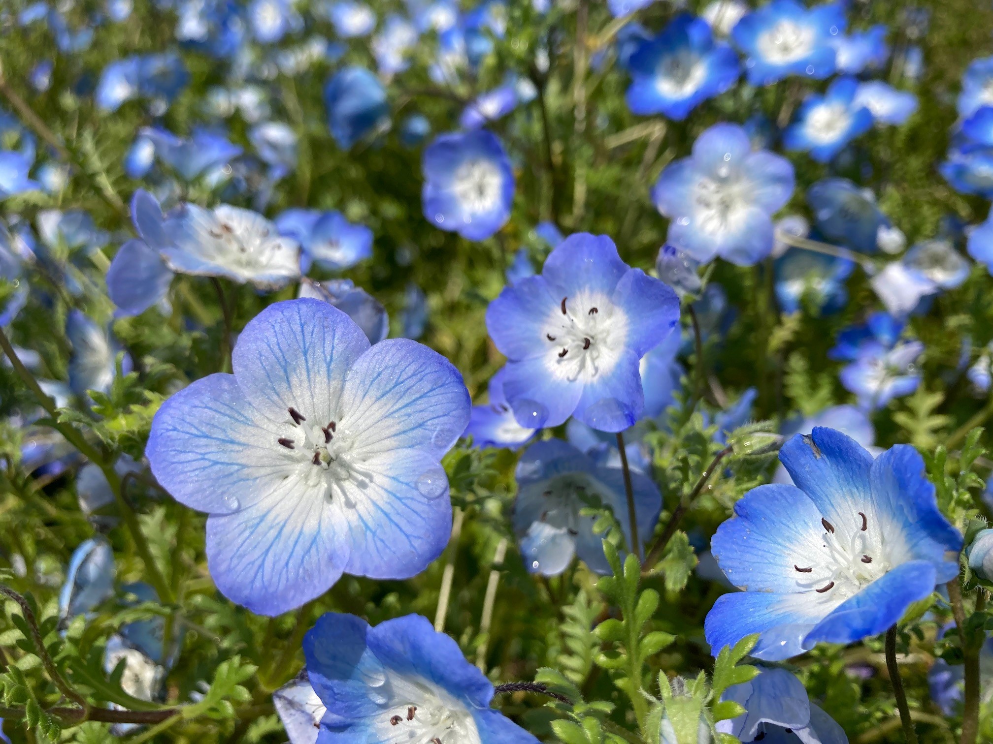 明石海峡公園　太陽のもと元気に咲く花たち