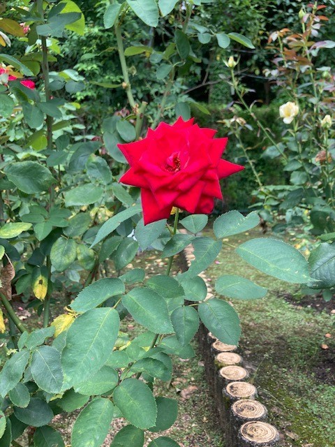 霊山寺の薔薇