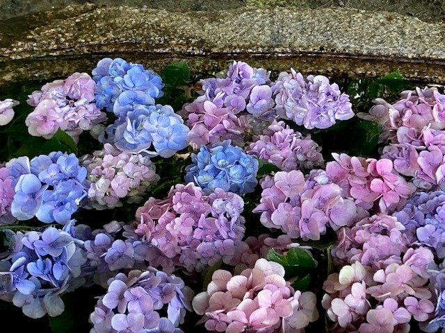 井戸に浮く紫陽花
