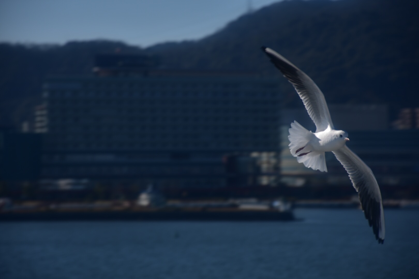 琵琶湖の大空を飛ぶ鳥