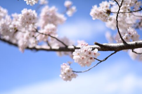 青空と桜　 NikonD780 AF-S NIKKOR 58mm f/1.4G