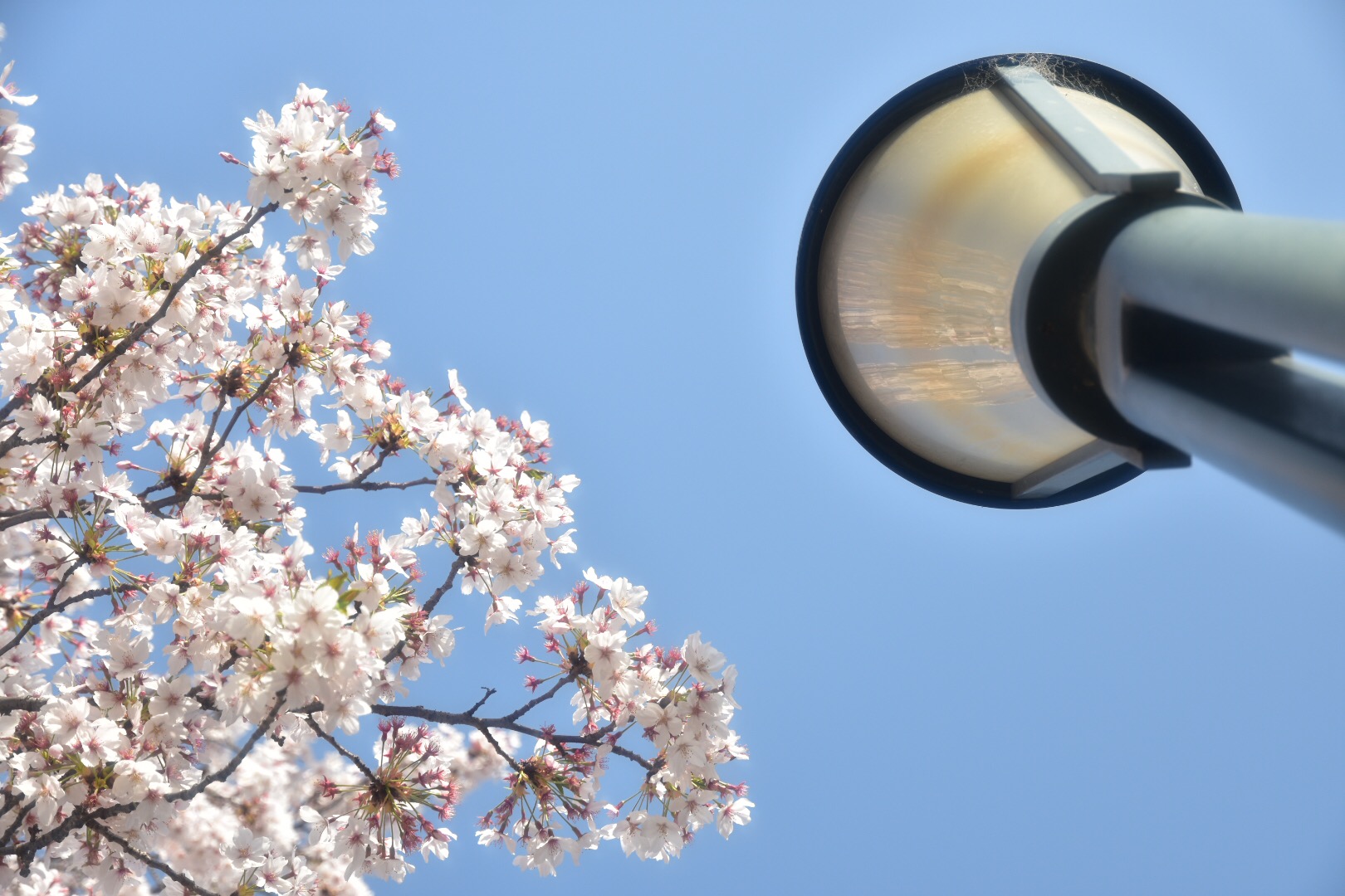 D7200 桜を見上げる