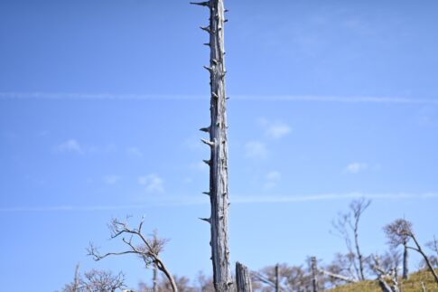 大台ケ原　枯木とひこうき雲　 NikonD780 AF-S NIKKOR 58mm f/1.4G