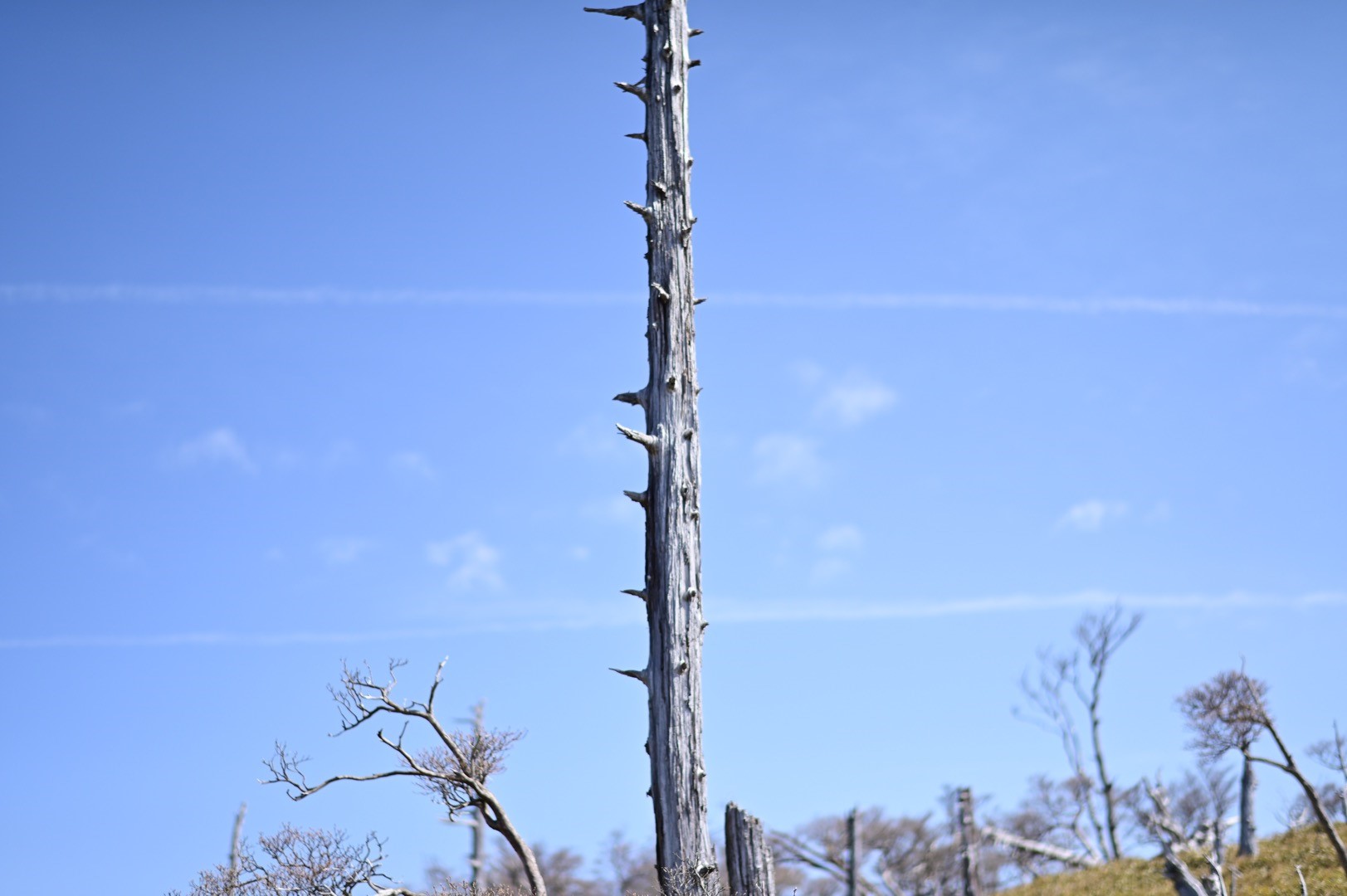 大台ケ原　枯木とひこうき雲　 NikonD780 AF-S NIKKOR 58mm f/1.4G