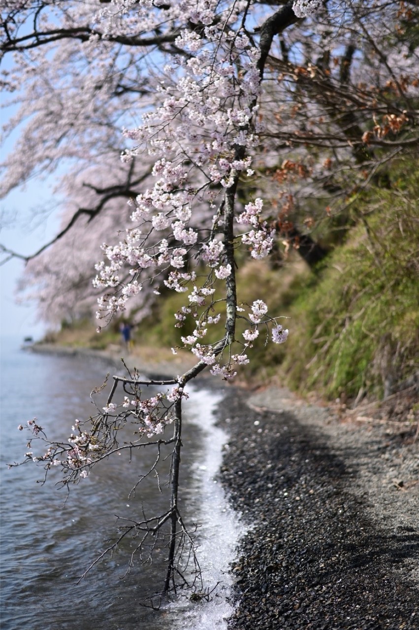 桜の枝の水遊び　滋賀県の海津大崎にて　 NikonD780 AF-S NIKKOR 58mm f/1.4G
