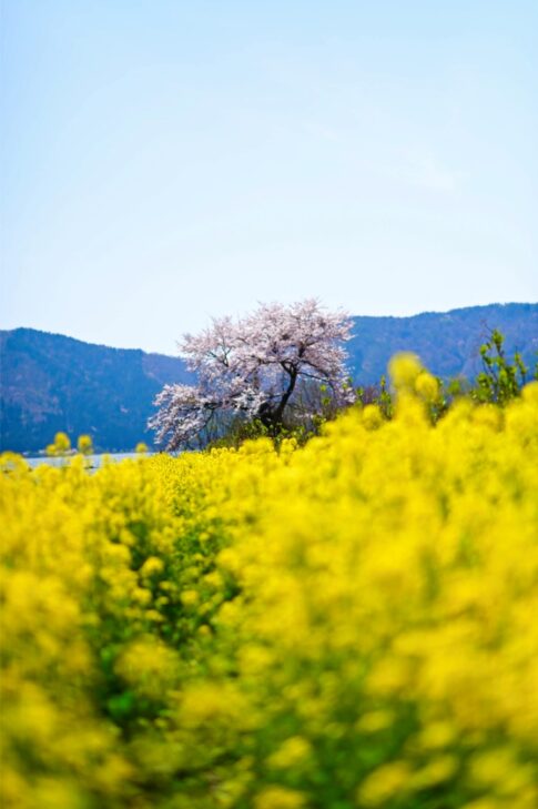 余呉湖の菜の花と桜　 NikonD780 AF-S NIKKOR 58mm f/1.4G