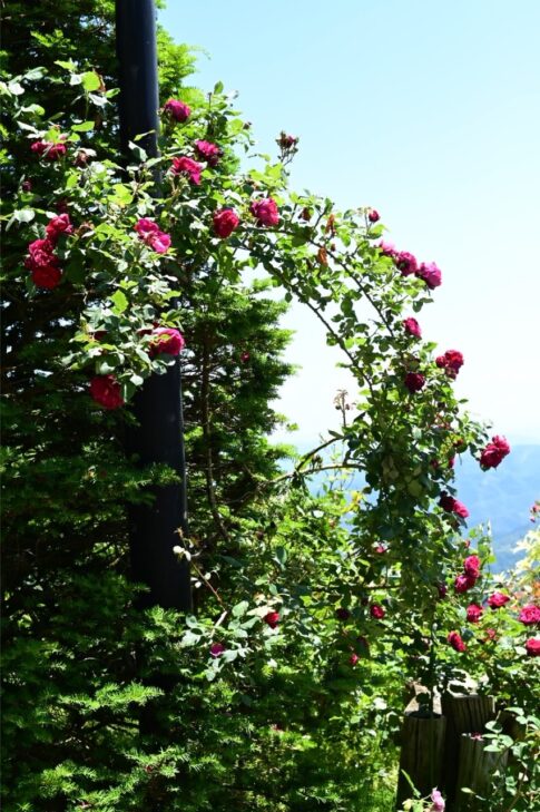 比叡山の山頂の庭園のバラ　 NikonD780 AF-S NIKKOR 58mm f/1.4G