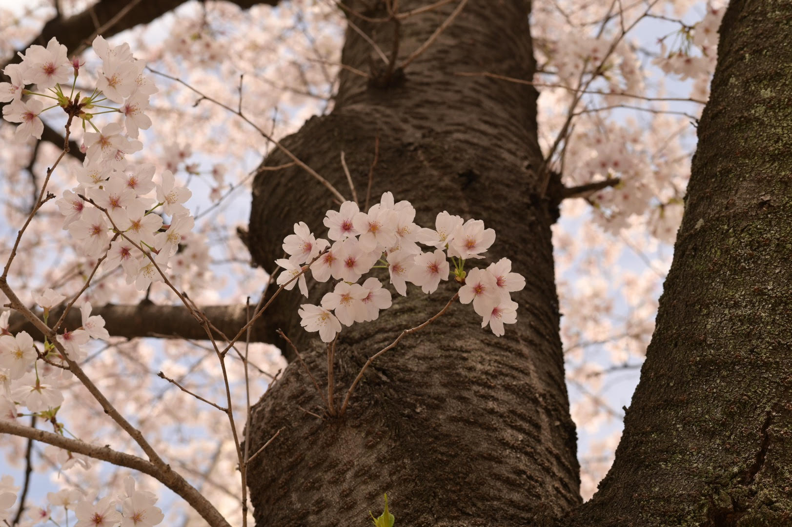 平日のお昼の桜NikonD780 AF-S NIKKOR 58mm f/1.4G