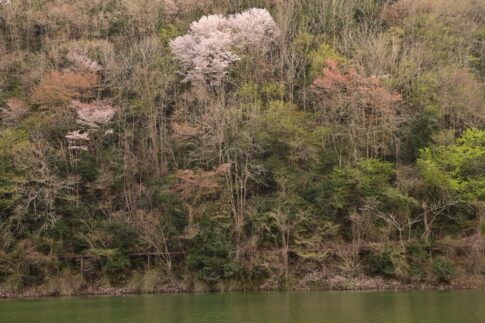 絵画のような山桜　 NikonD780 AF-S NIKKOR 24-70mm f/2.8E