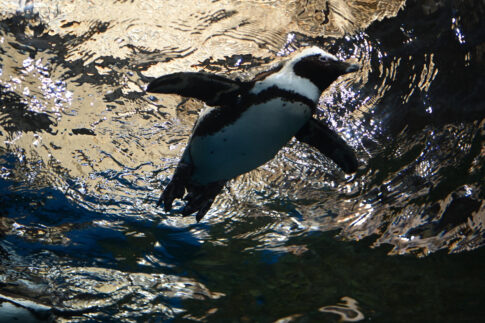 好きなときに泳ぐペンギン NikonD780 AF-S NIKKOR 24-70mm f/2.8E