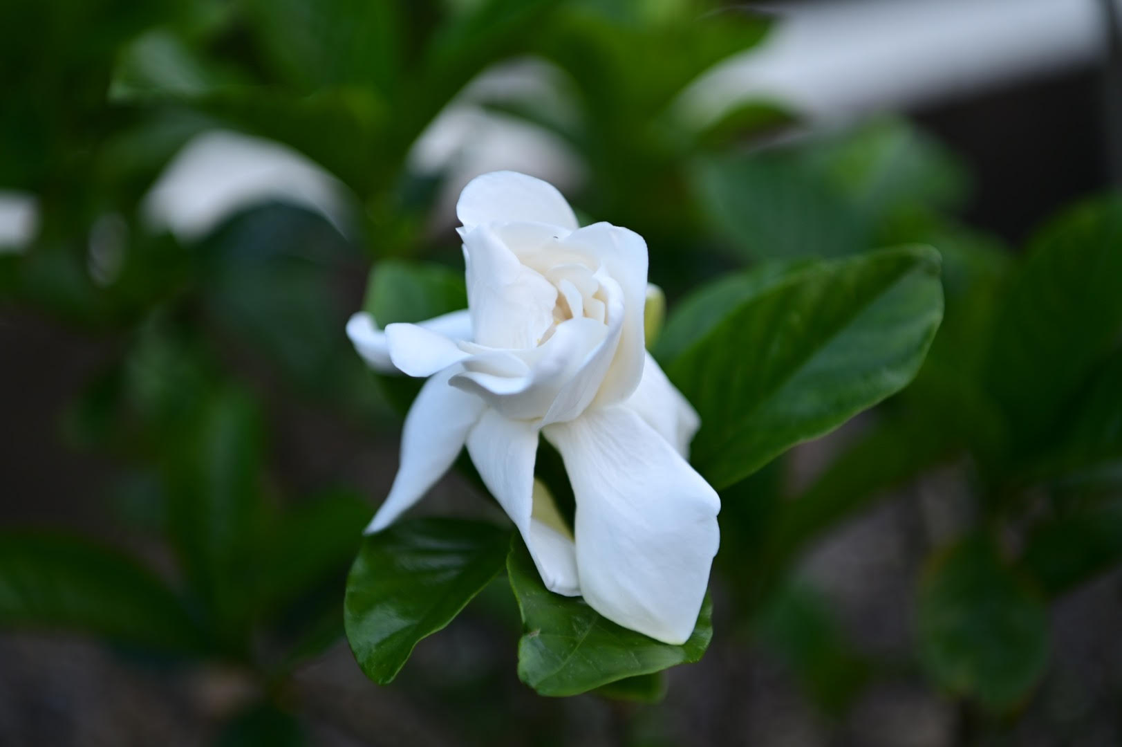 白色の花も綺麗 NikonD780 AF-S NIKKOR 24-70mm