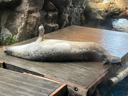 気持ちよくお昼寝 in 海遊館