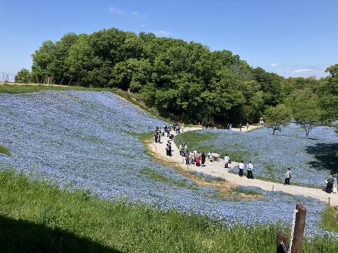 ネモフィラ草原は歩く人々