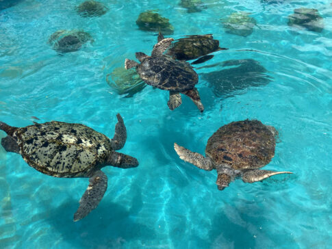 沖縄のウミガメ