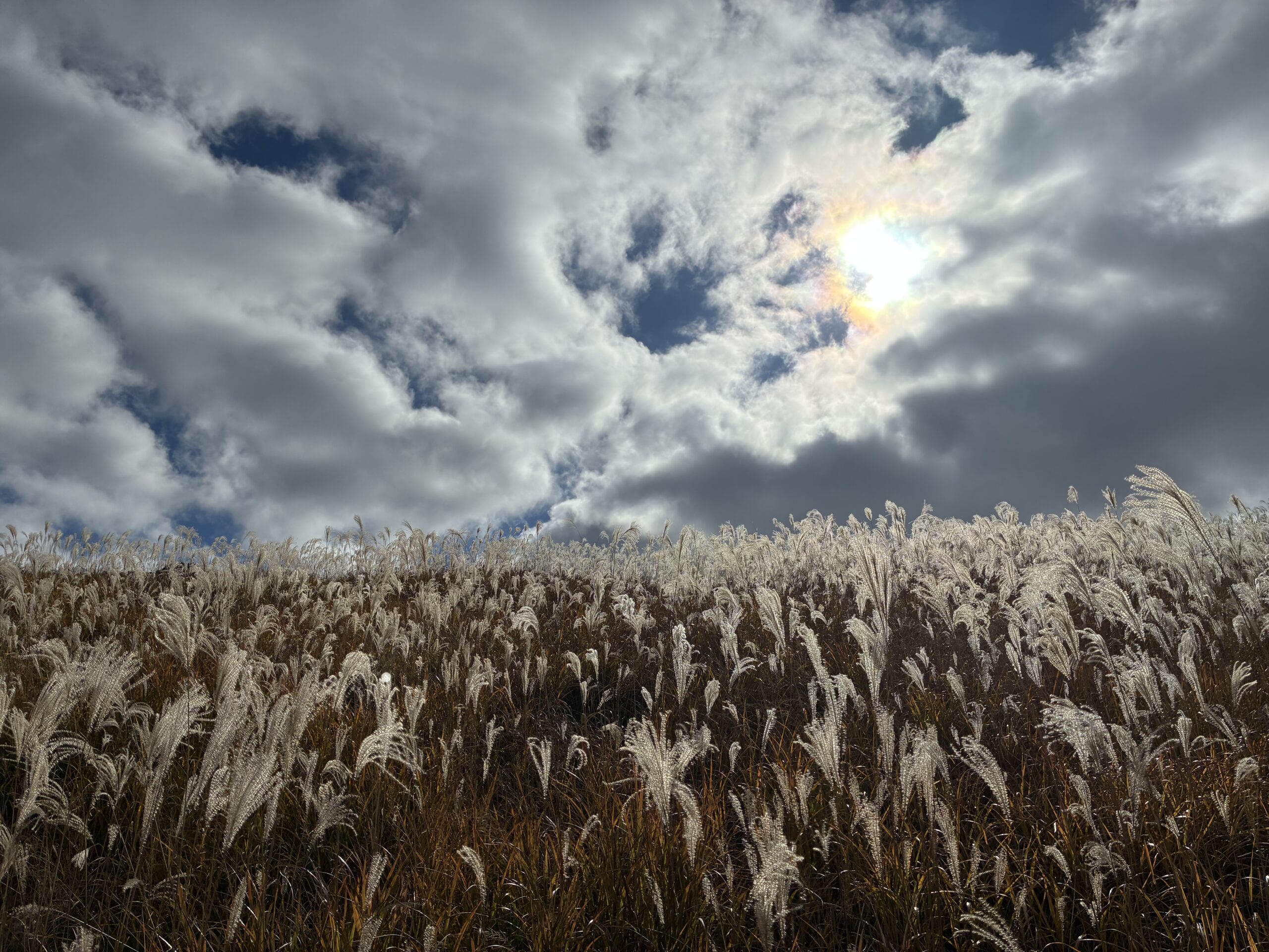 曾爾高原のススキ