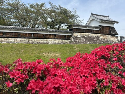 勝竜寺とキリシマツツジ