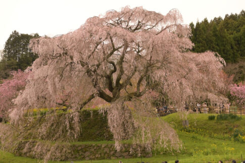 奈良の又兵衛桜