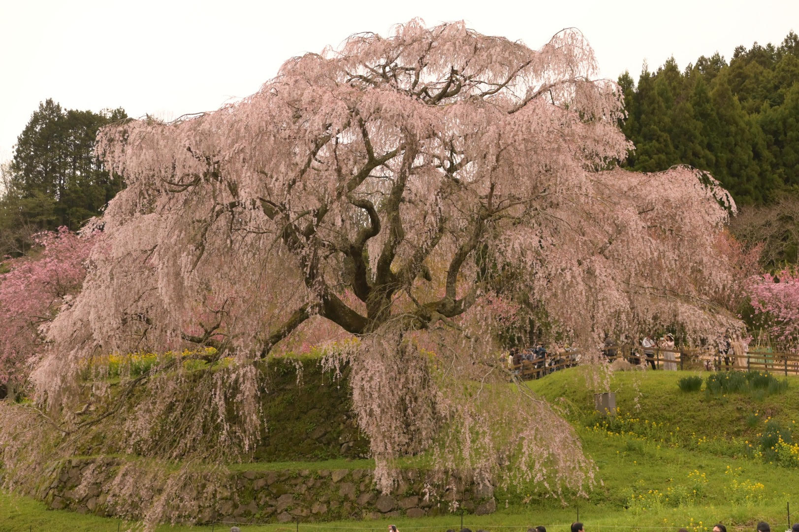 奈良の又兵衛桜