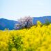 余呉湖の菜の花と桜　 NikonD780 AF-S NIKKOR 58mm f/1.4G