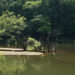 池に浮かぶ枯木　 NikonD780 AF-S NIKKOR 24-70mm